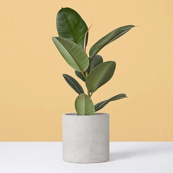 Ficus gomero p17