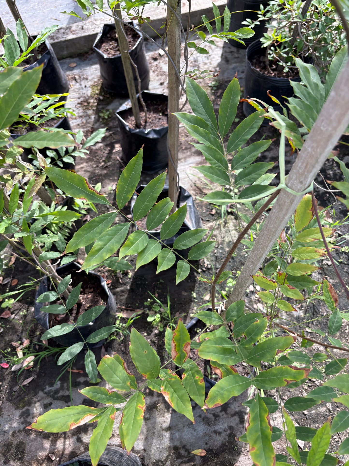 Glicina – Planta Trepadora de Exterior con Flor