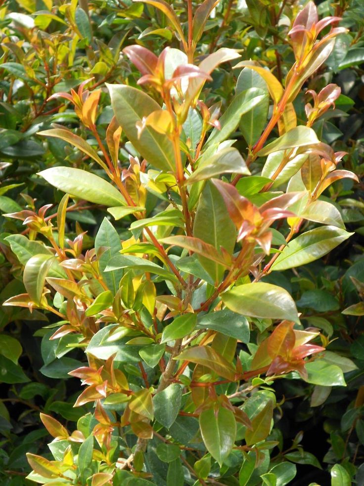Photinia Mediano