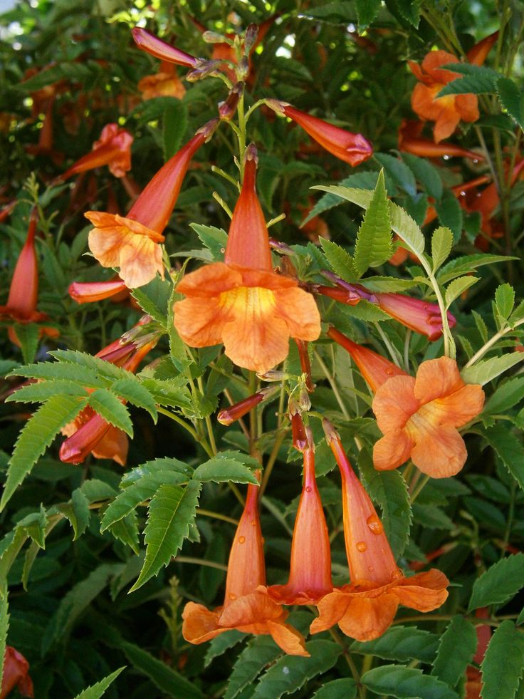 Trompeta del fuego