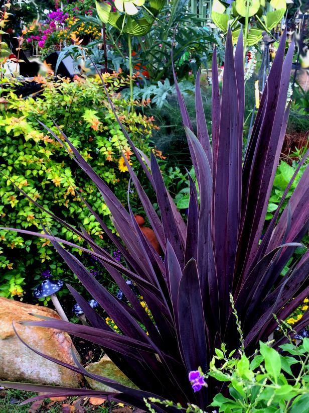 Formio morado - hermosa planta de exterior