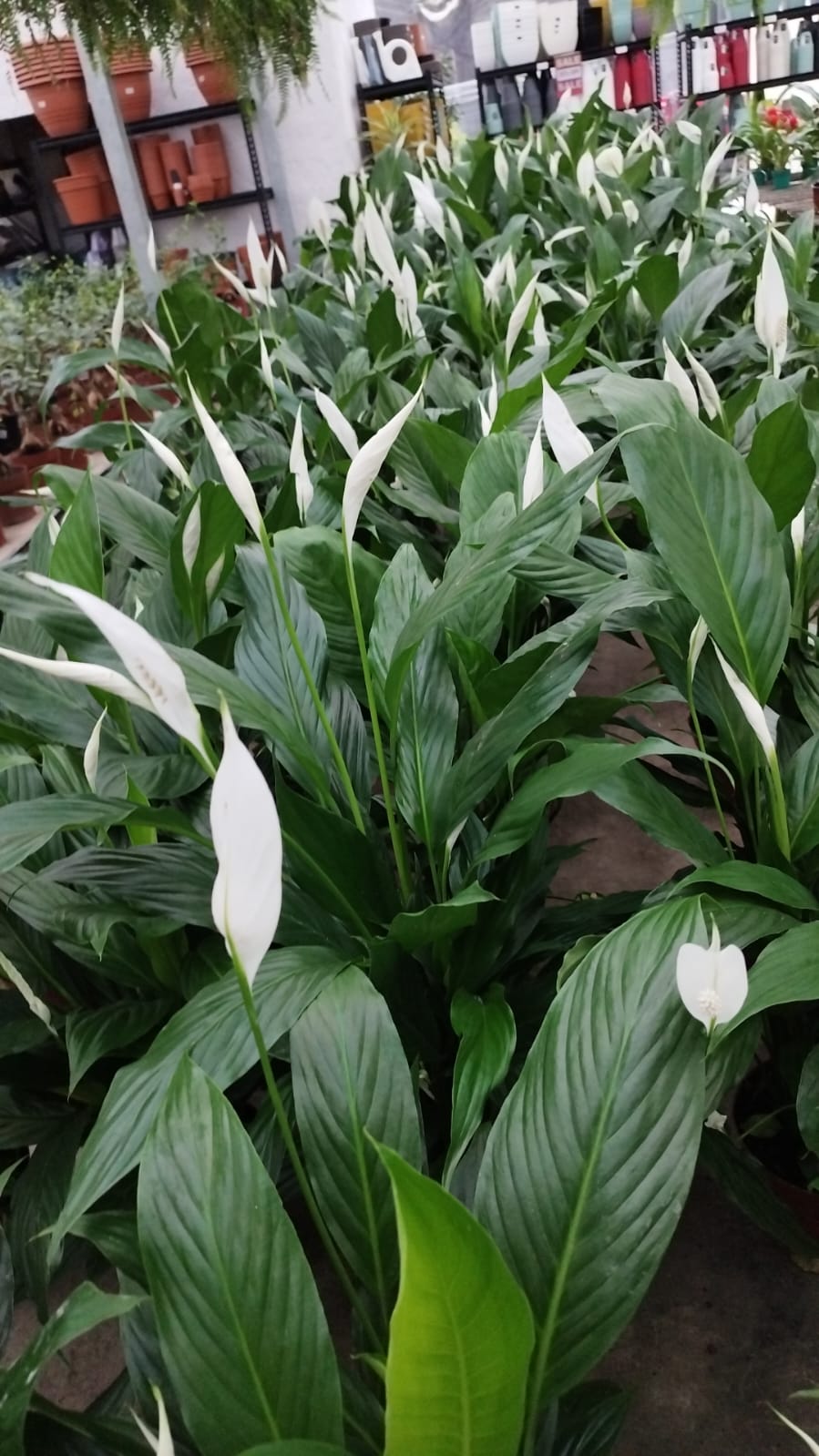 Spatifilium M Plantas Purificadoras Oferta - lirio de paz