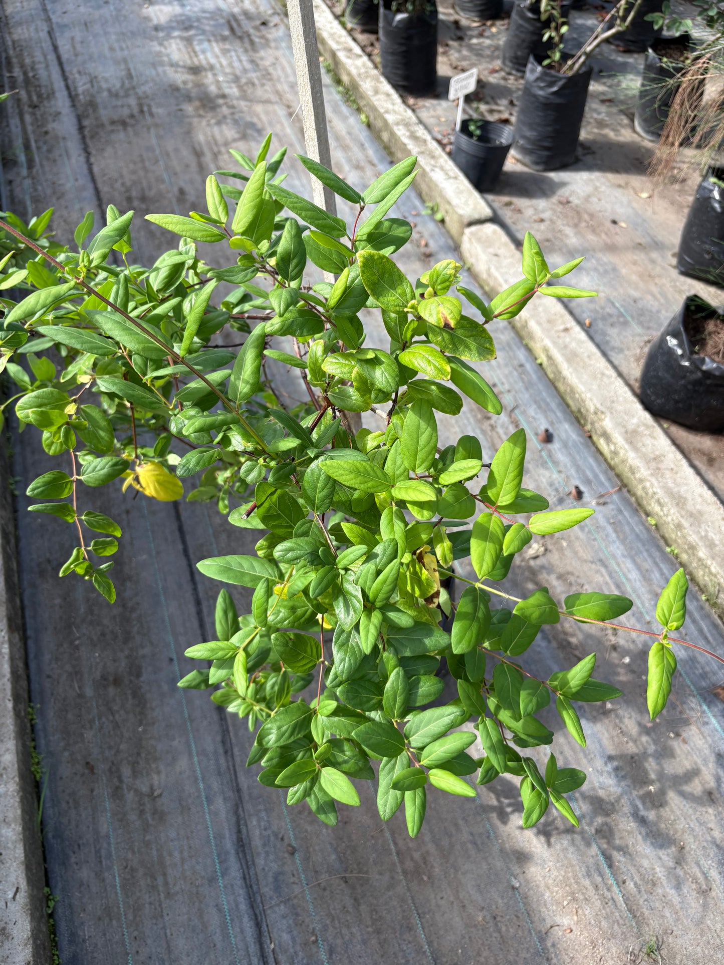 Madreselva – Planta Trepadora de Exterior con Flor