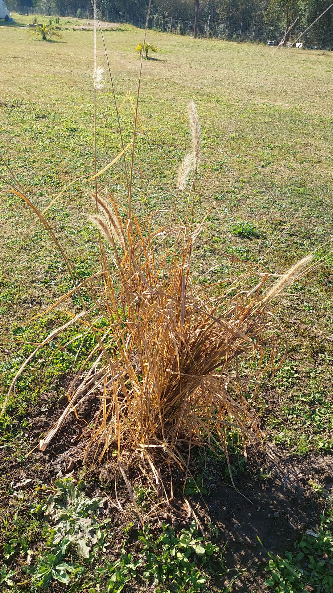 Pennisetum Rubra (Pasto Morado) 🌾💜