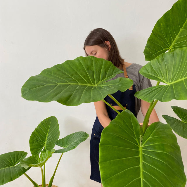 Alocasia oreja de elefante