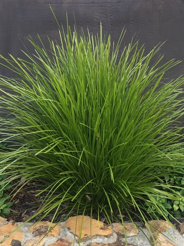 Formio Verde