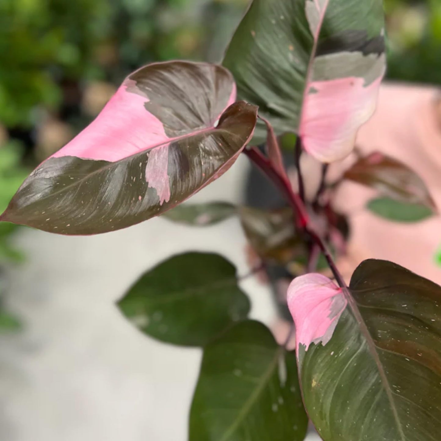 Philodendro Pink Princess – Un Toque de Elegancia y Exclusividad