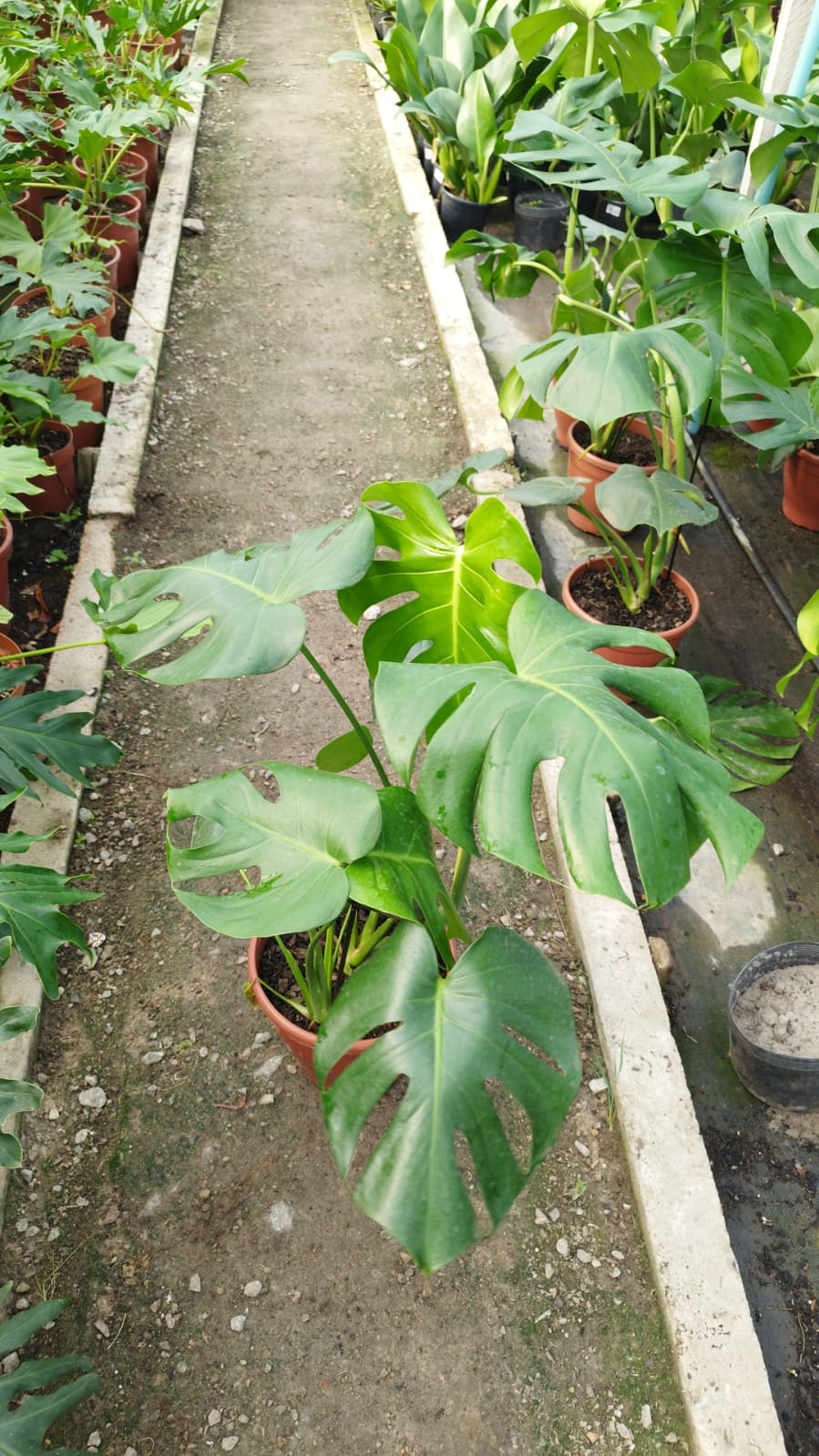 Monstera esqueleto de caballo – La jungla en tu living