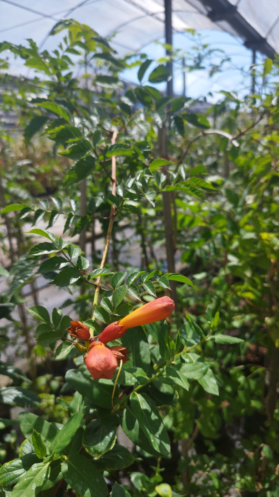 Trompeta del fuego