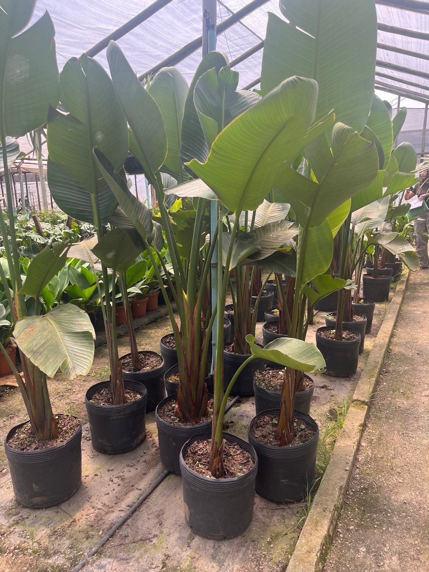 Strelitzia Nicolai