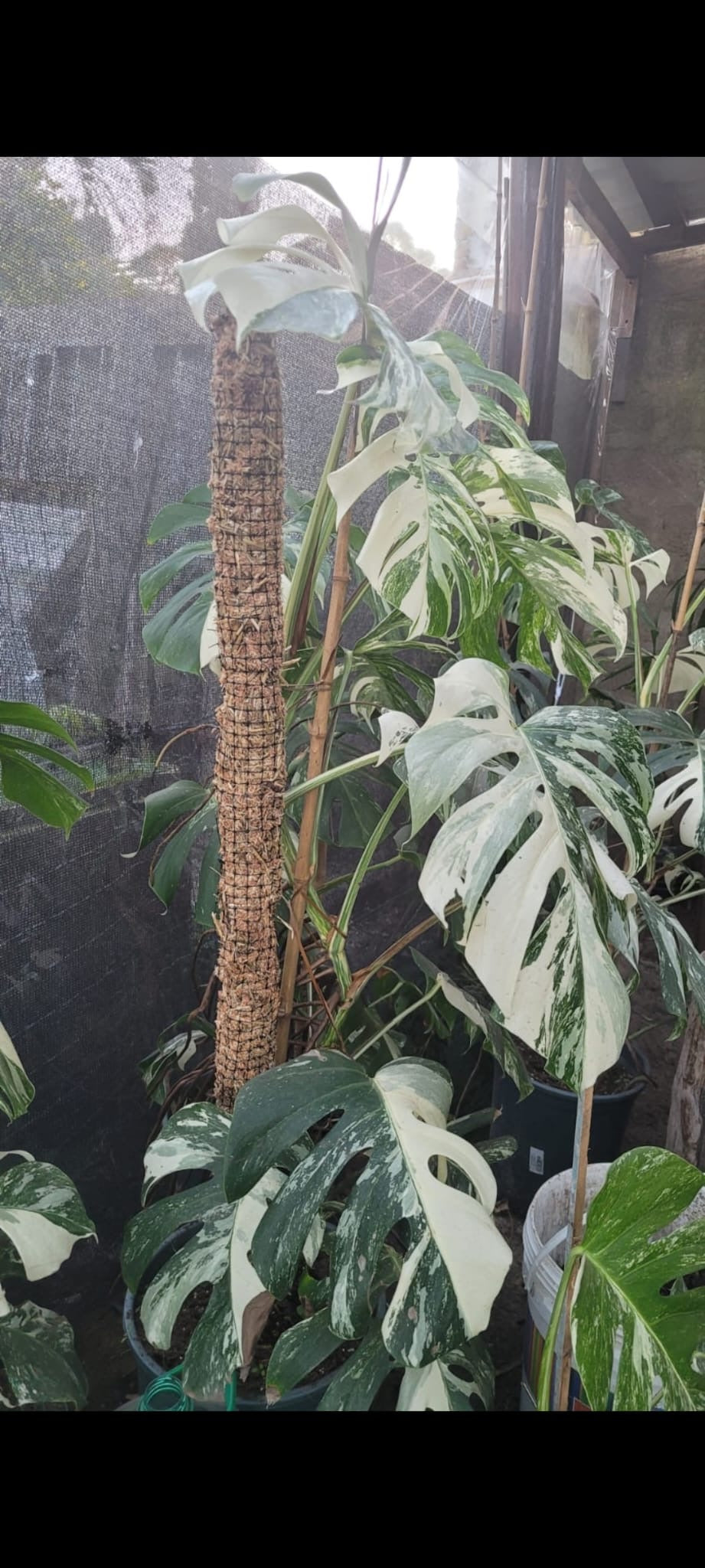 Tutor Para Plantas De Fibra De Coco, Da El Mejor Agarre