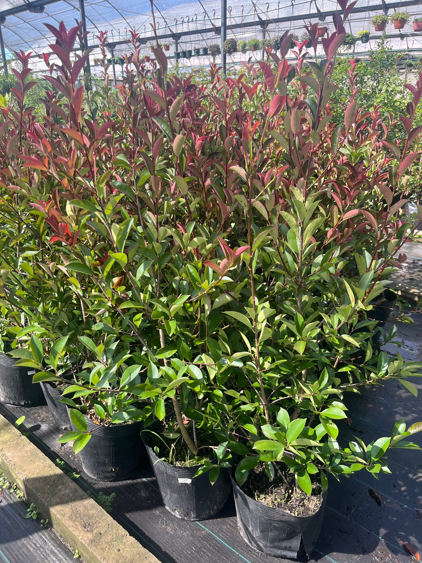 Photinia Mediano