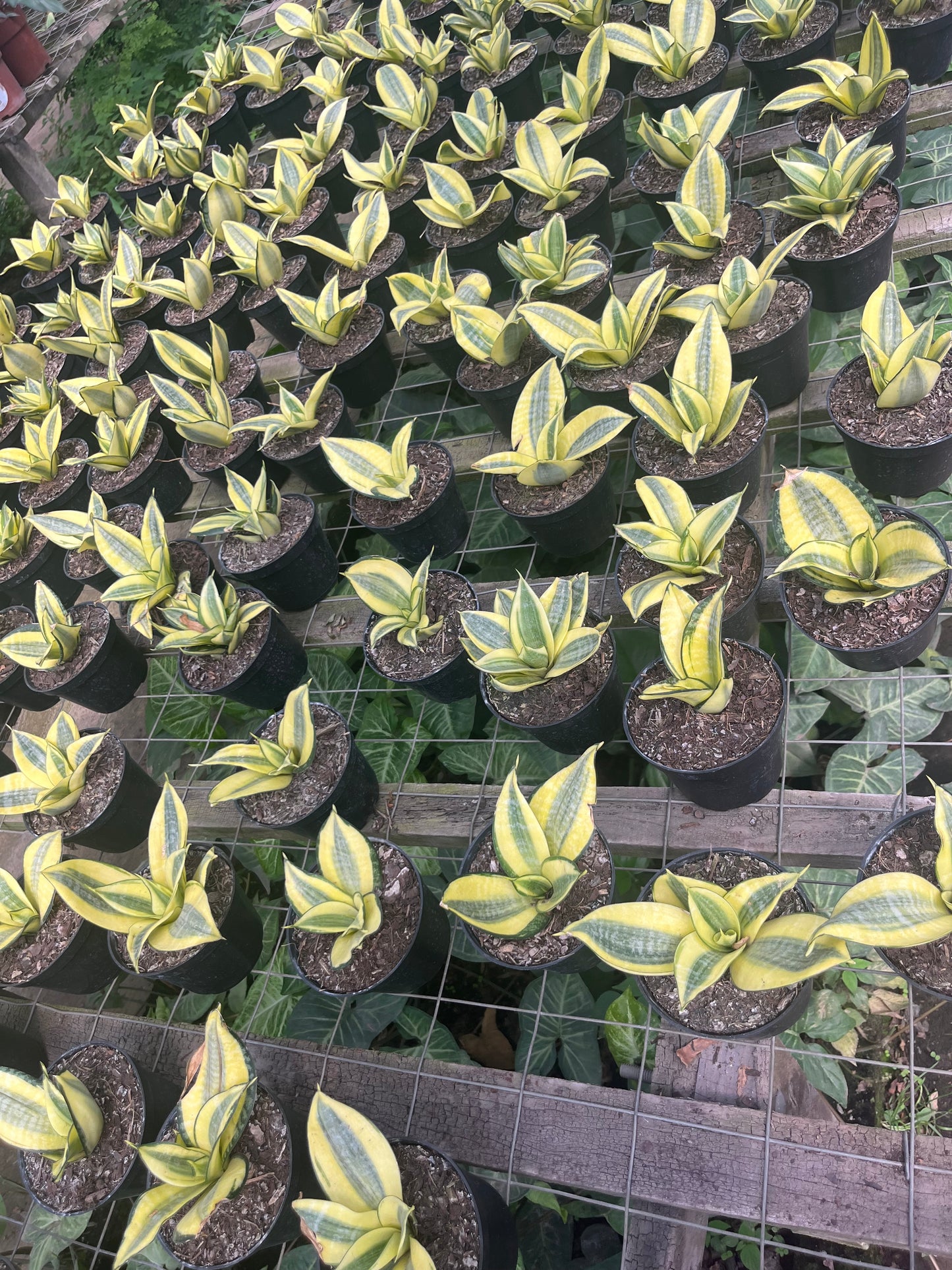 Sansevieria Hani – Minimalista y resistencia natural