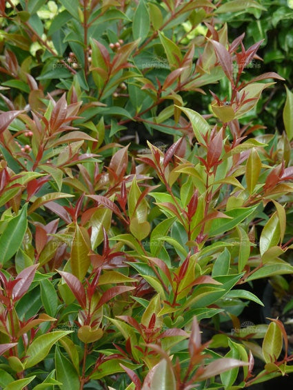 Photinia Mediano