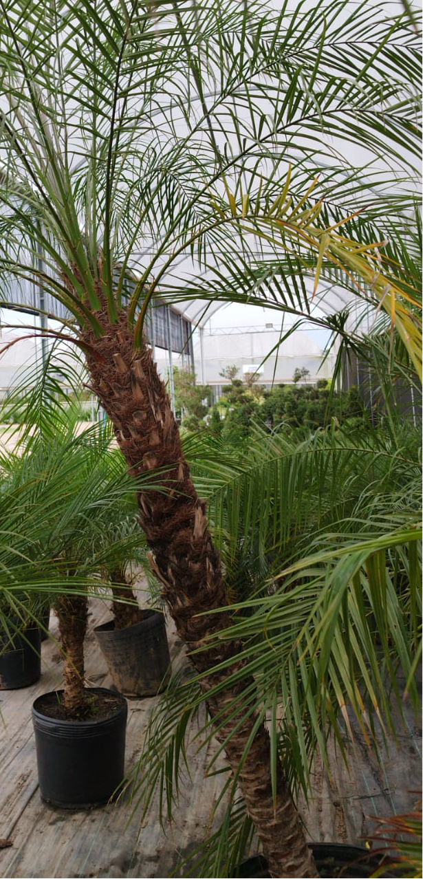 Palmera Phoenix Roebellini - Elegancia tropical en formato compacto