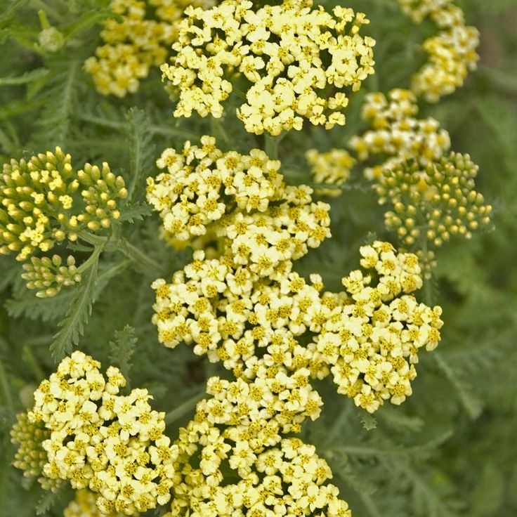 Achillea – Color y textura para jardines vivos