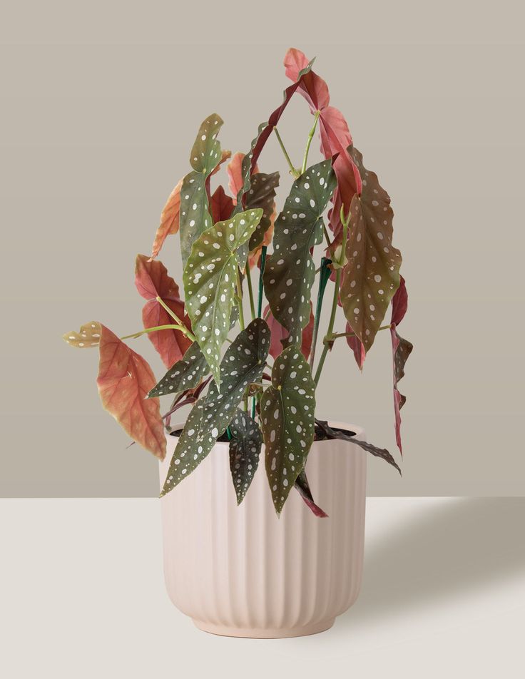 Begonia maculata - Planta exótica