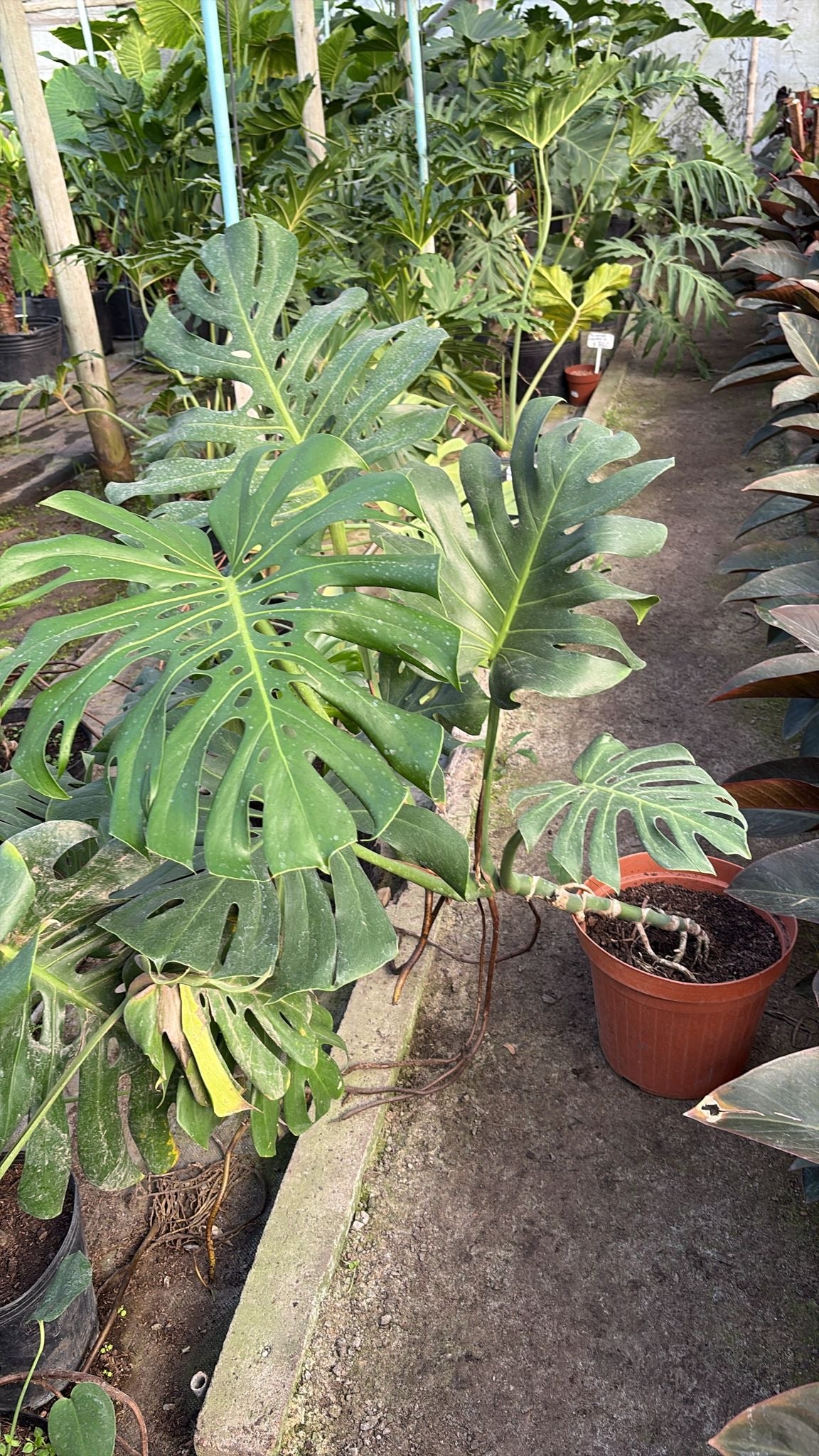 Monstera esqueleto de caballo – La jungla en tu living