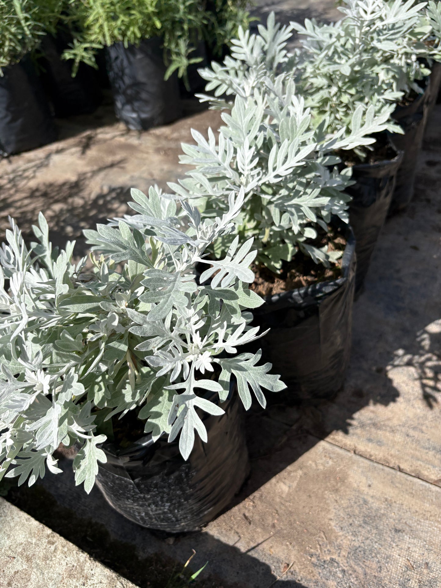 Senecio – Planta de Exterior de Follaje Plateado