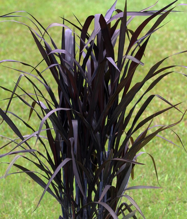 Formio morado - hermosa planta de exterior