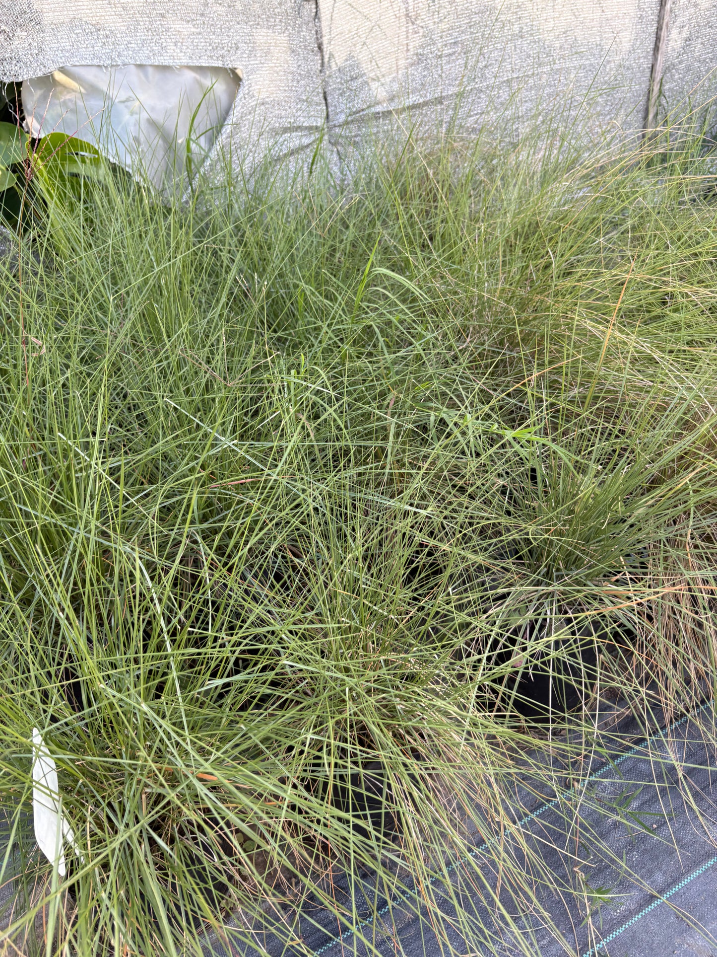 Muhlenbergia Capillaris – Pasto Ornamental Rosa de Exterior