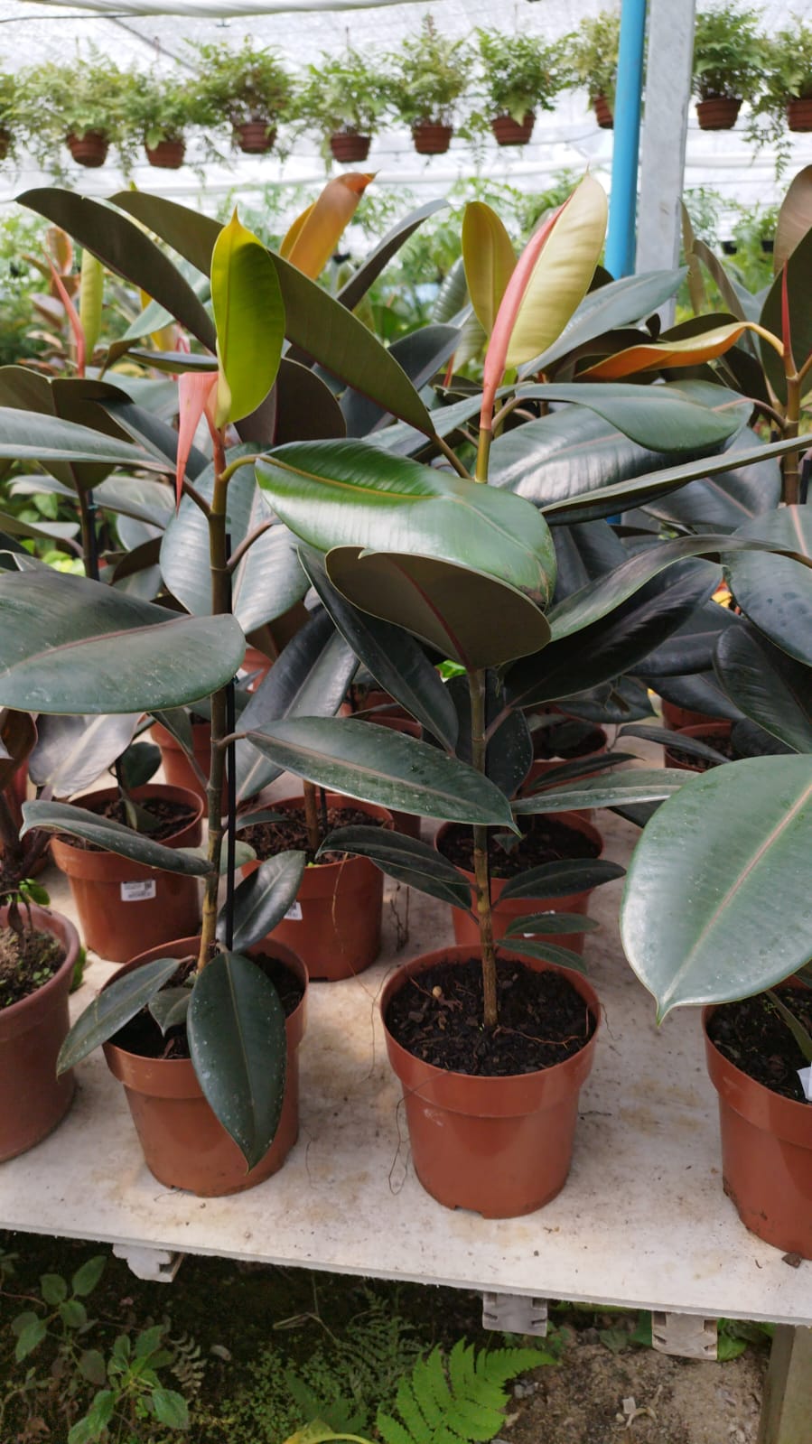 Ficus gomero
