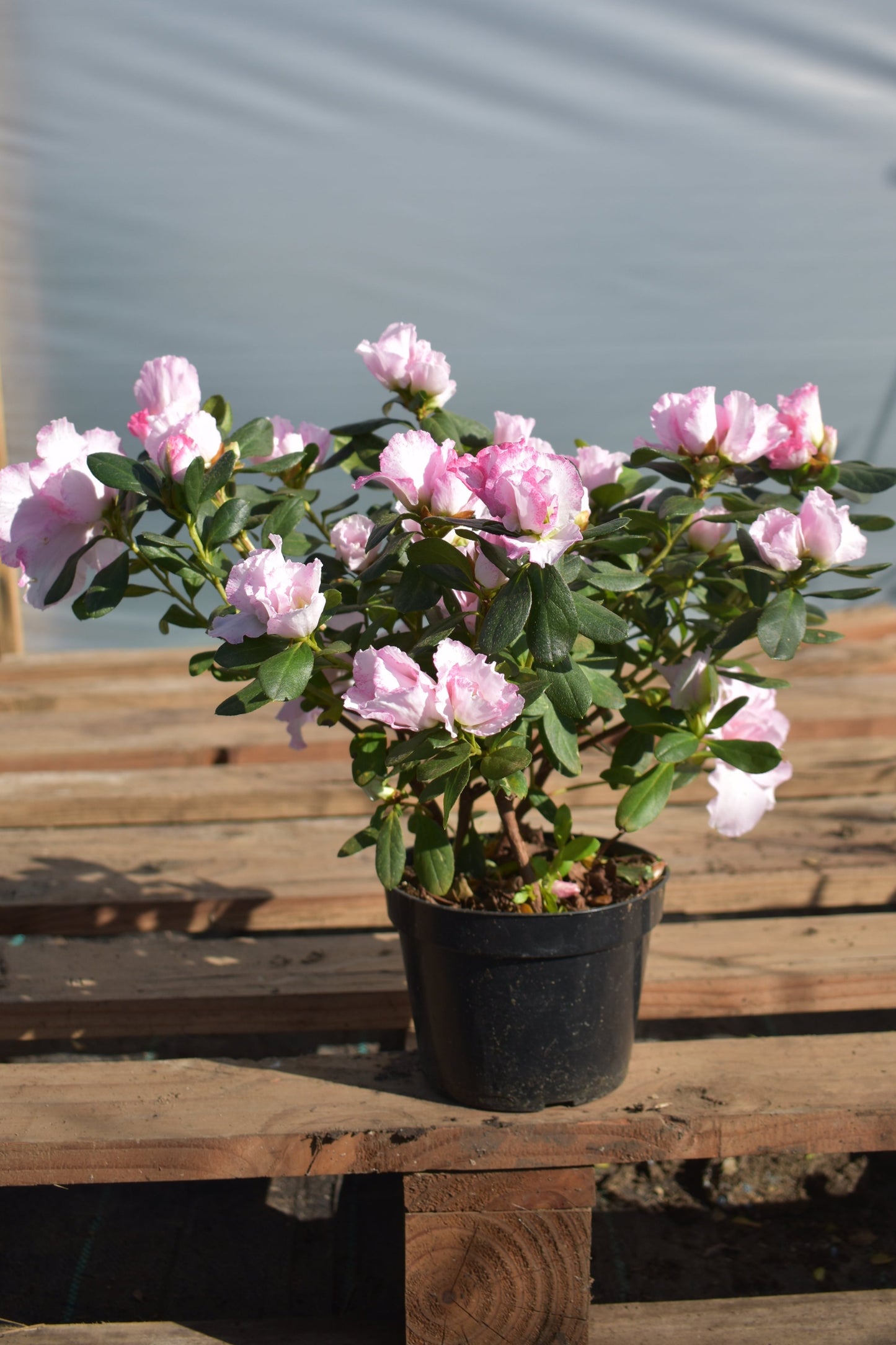 Azalea en Floración – Explosión de color