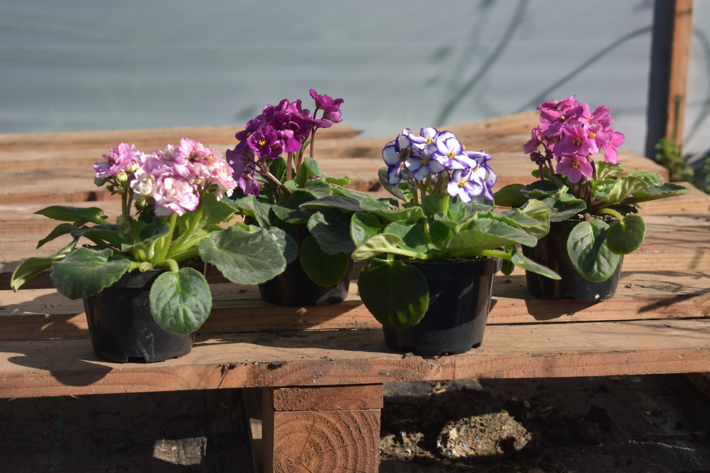 Violeta africana Promo