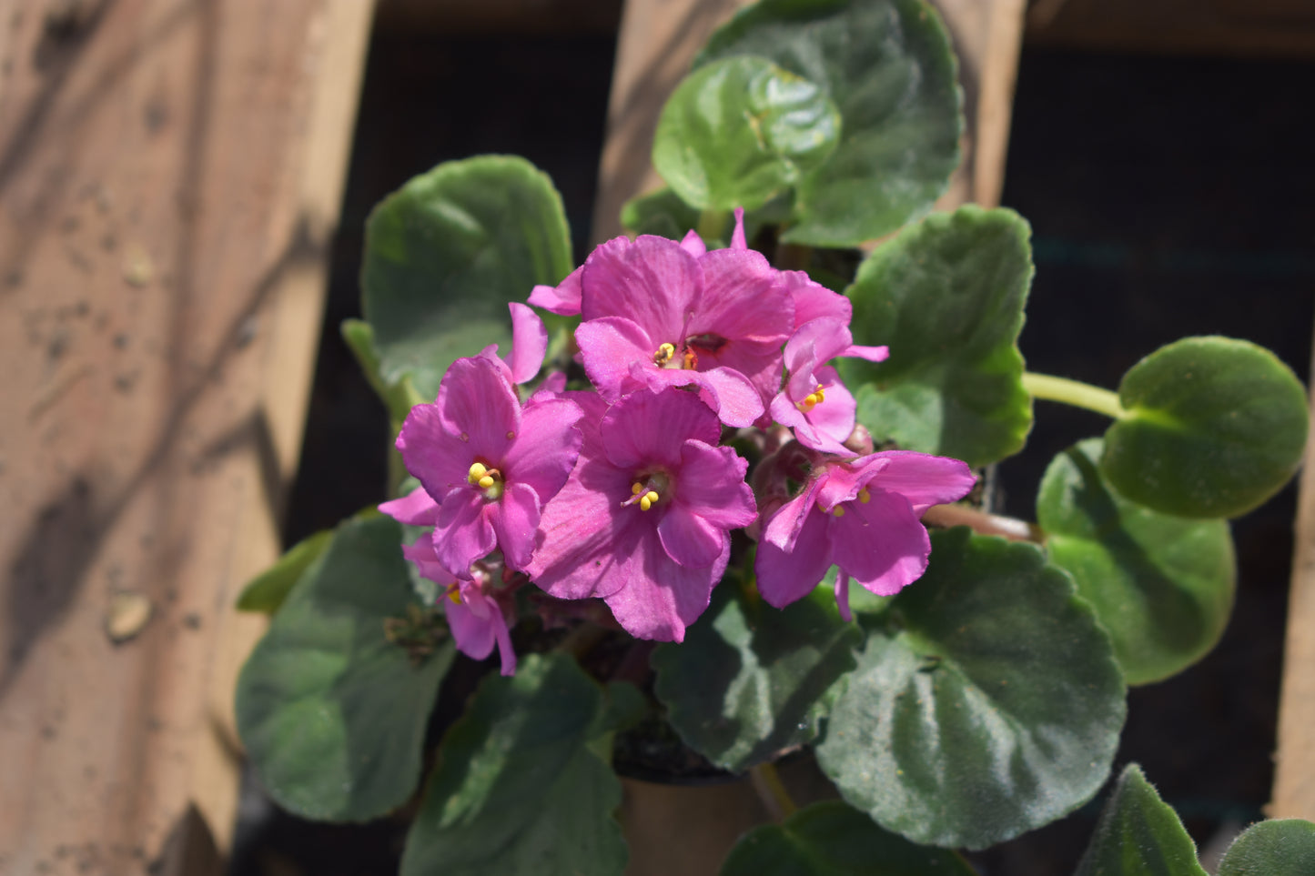 Violeta africana Promo