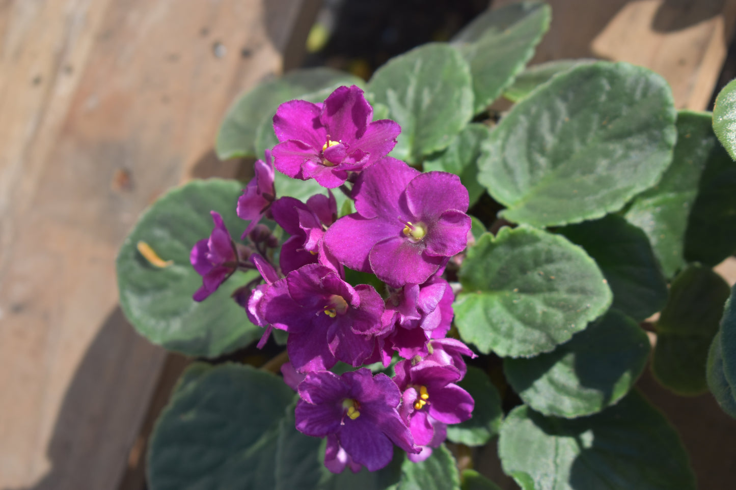 Violeta africana X4 Oferta Plantas De Flores Hermosas