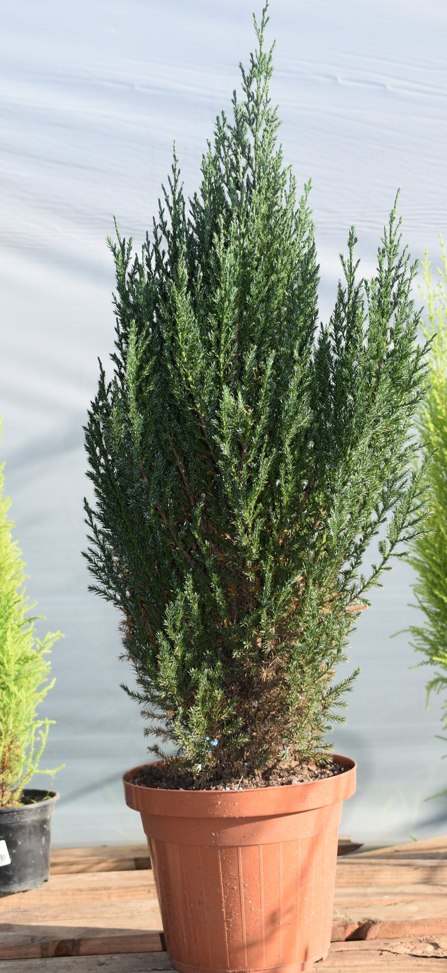Ciprés – Elegancia vertical y siempre verde