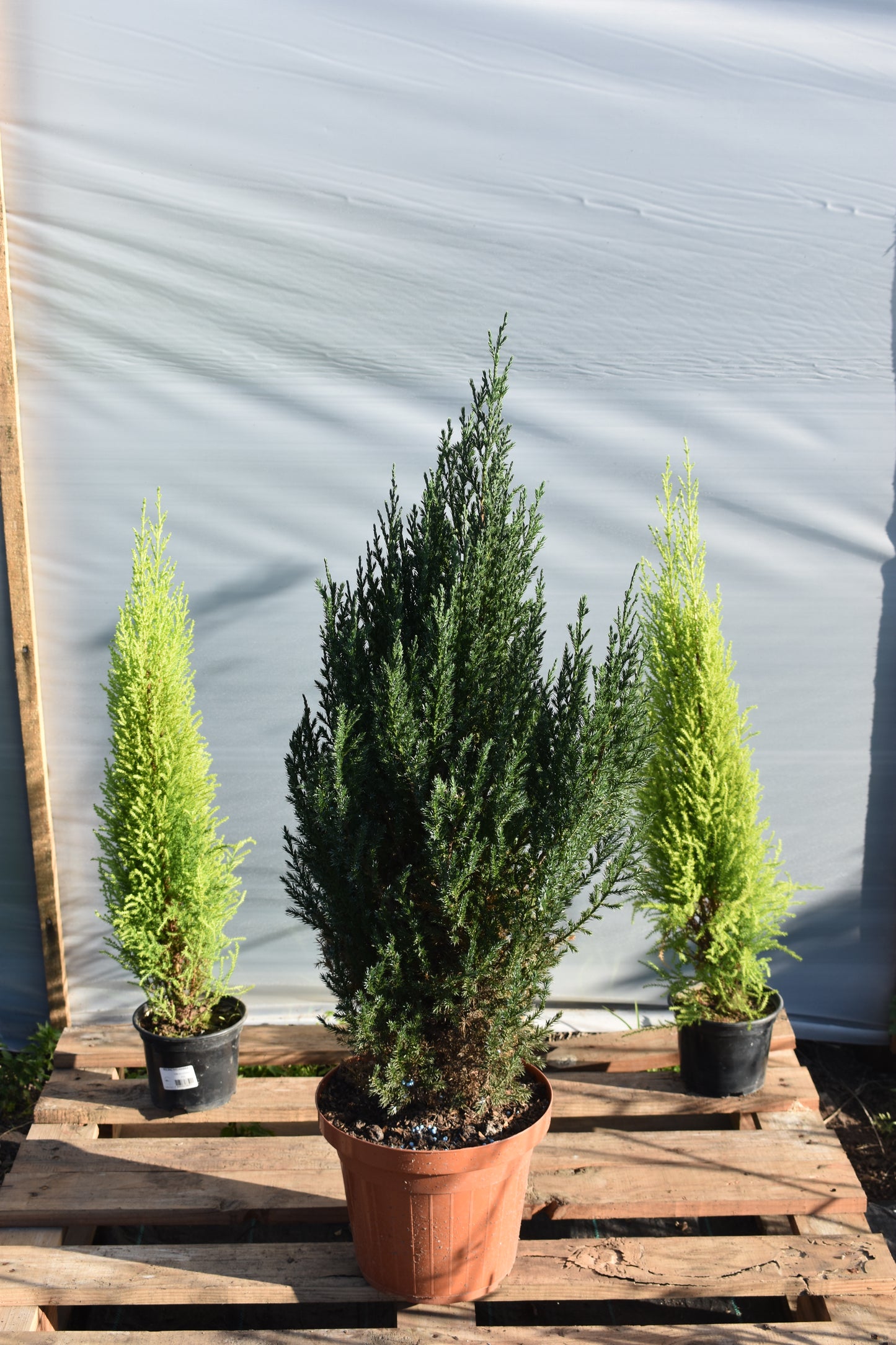 Ciprés – Elegancia vertical y siempre verde