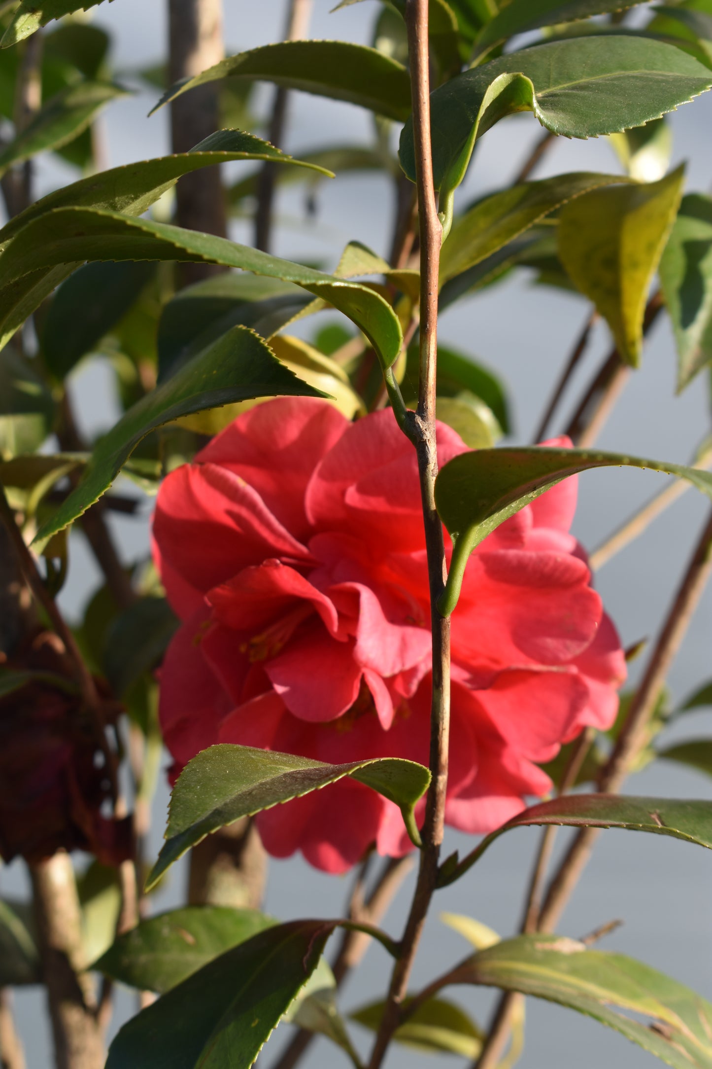Camelia grande Floración Elegante