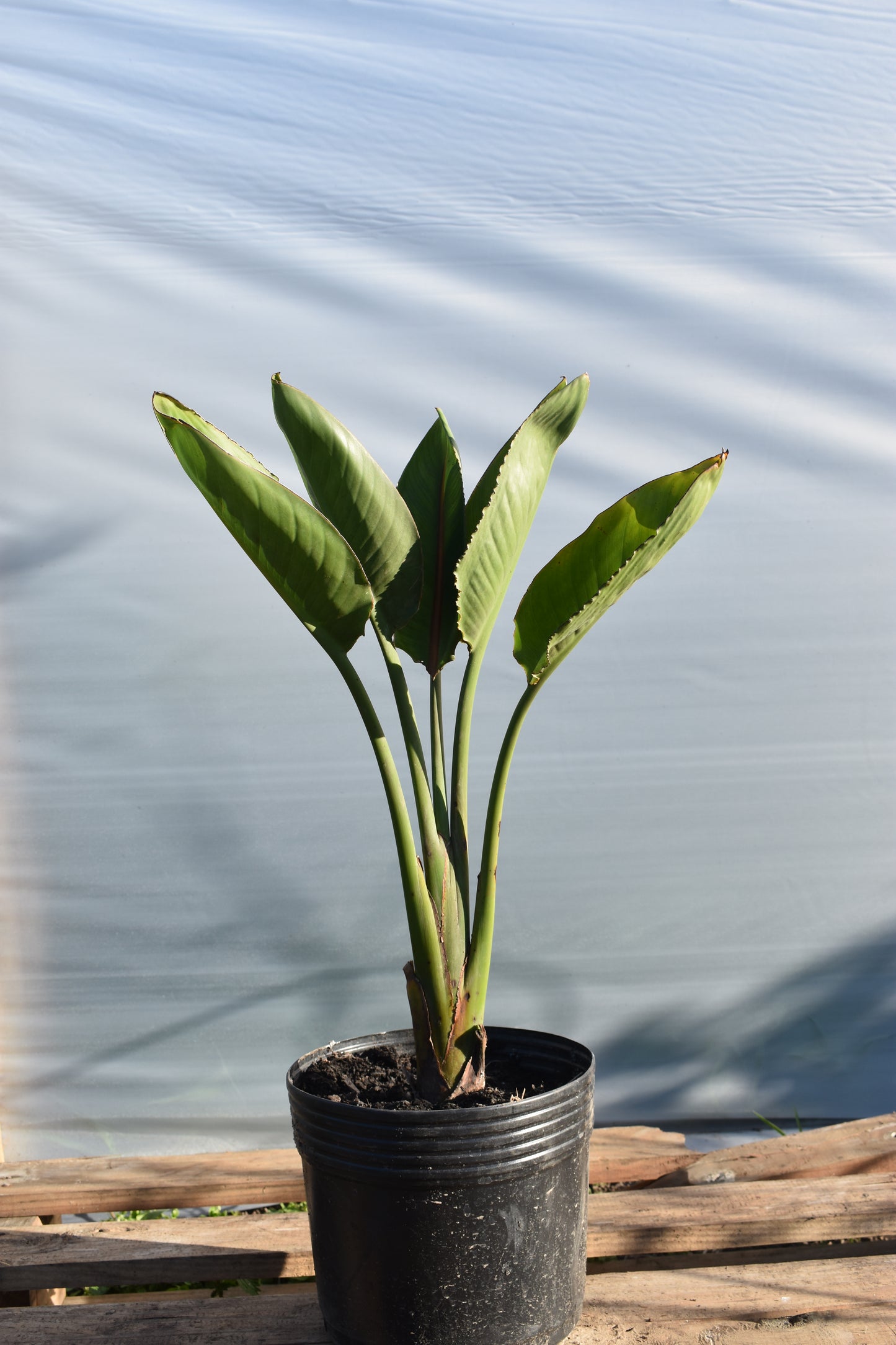 Flor de pajarito