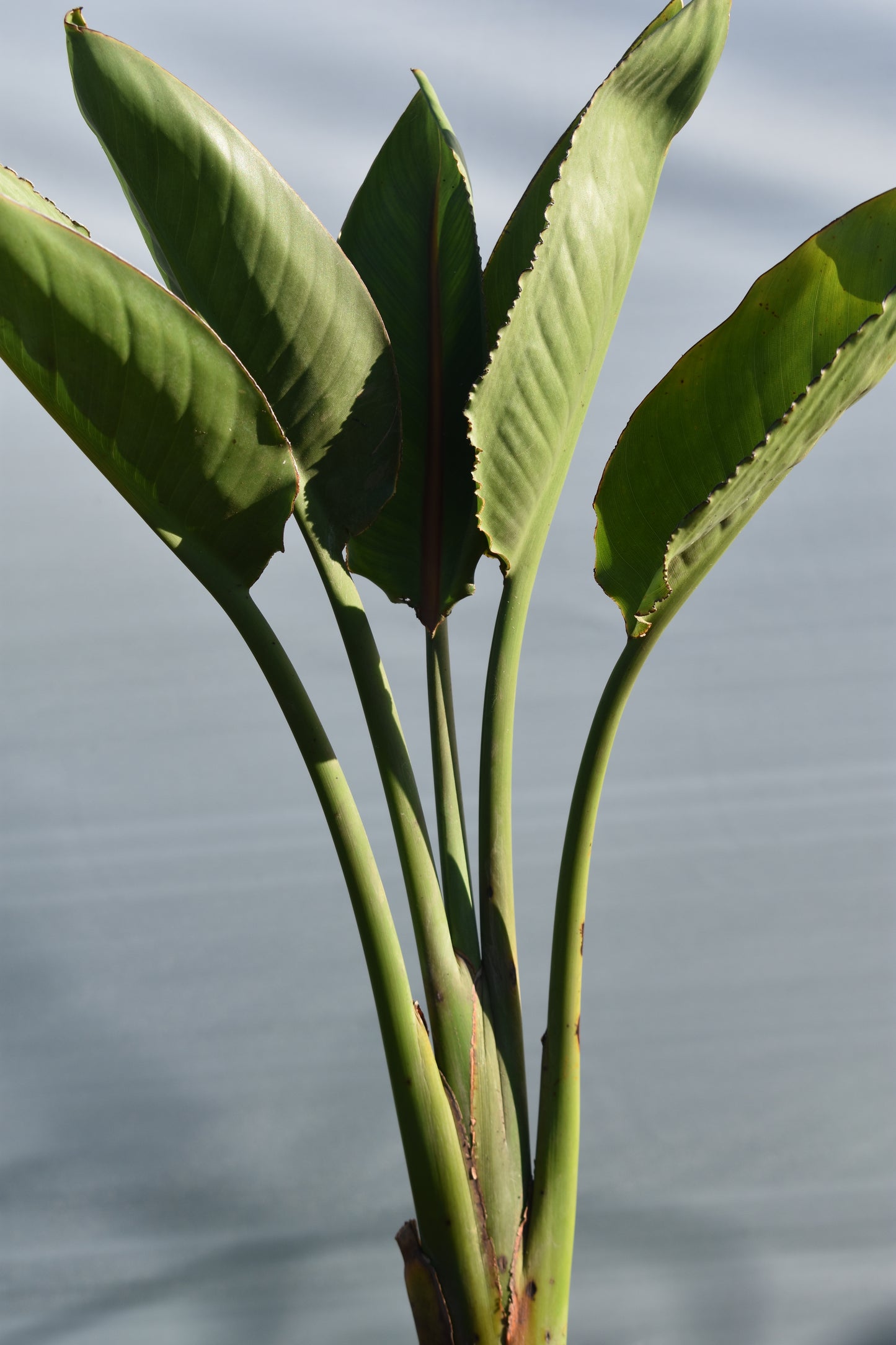 Flor de pajarito