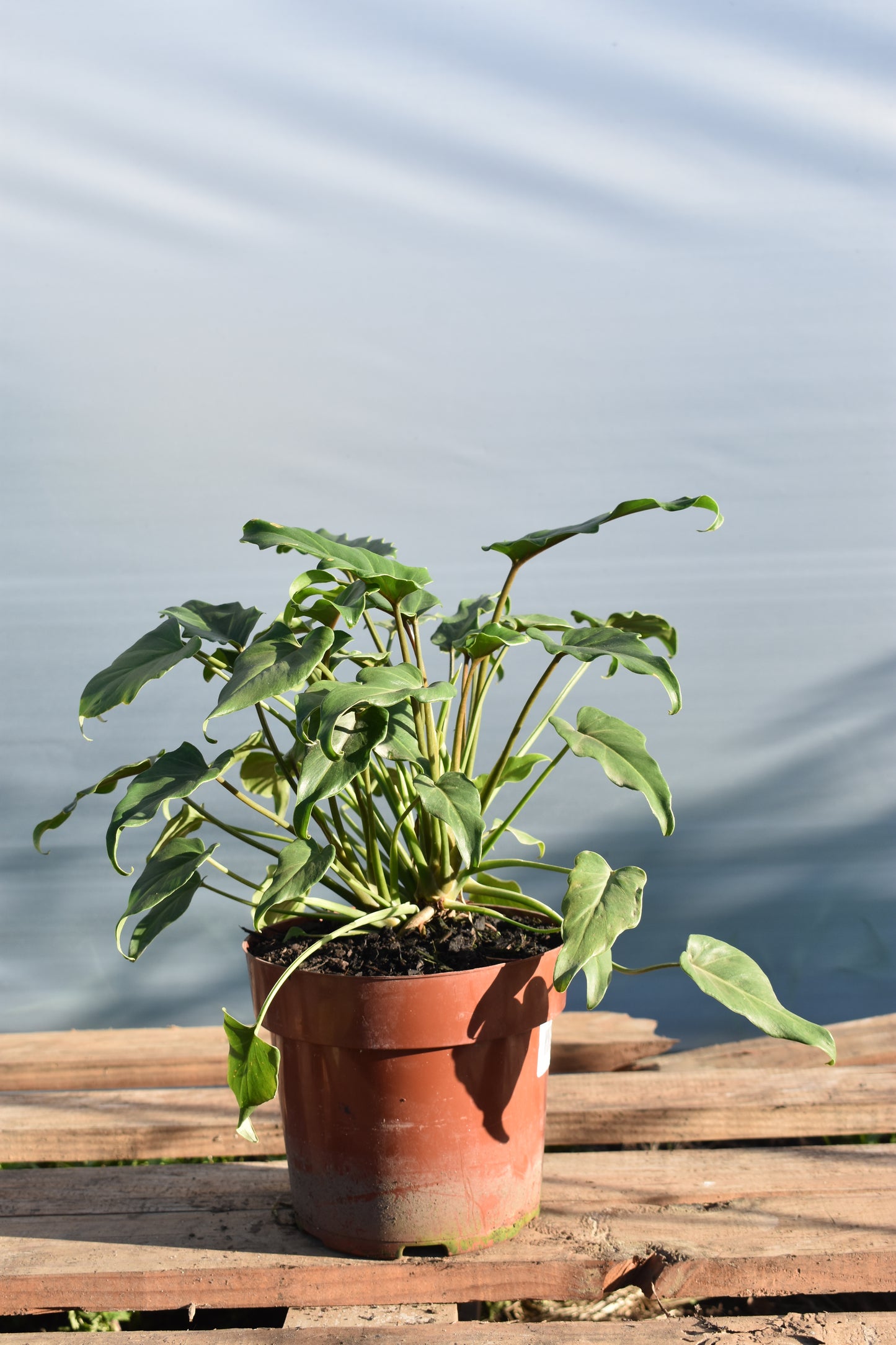 Philodendron Xanadu- Planta Exótica