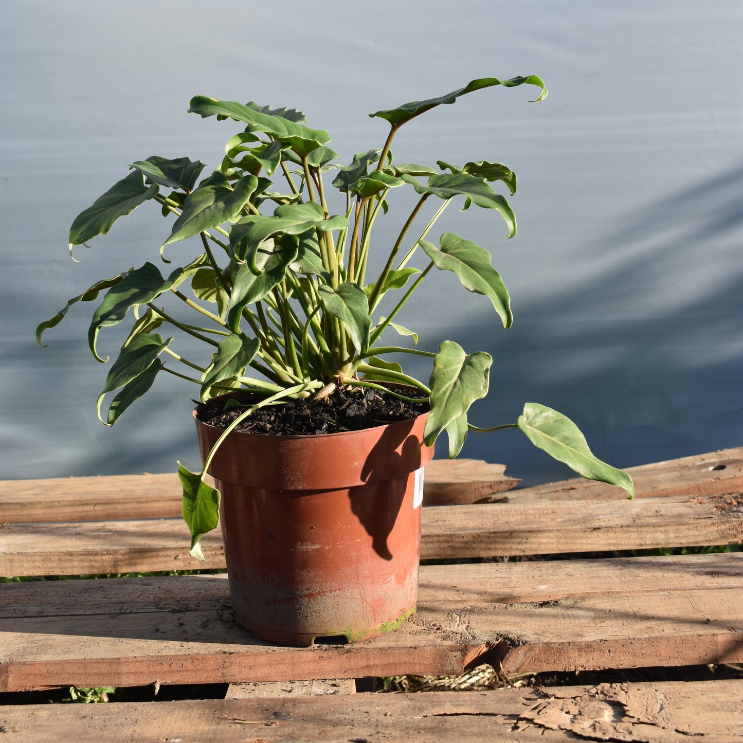 Philodendron Xanadu- Planta Exótica