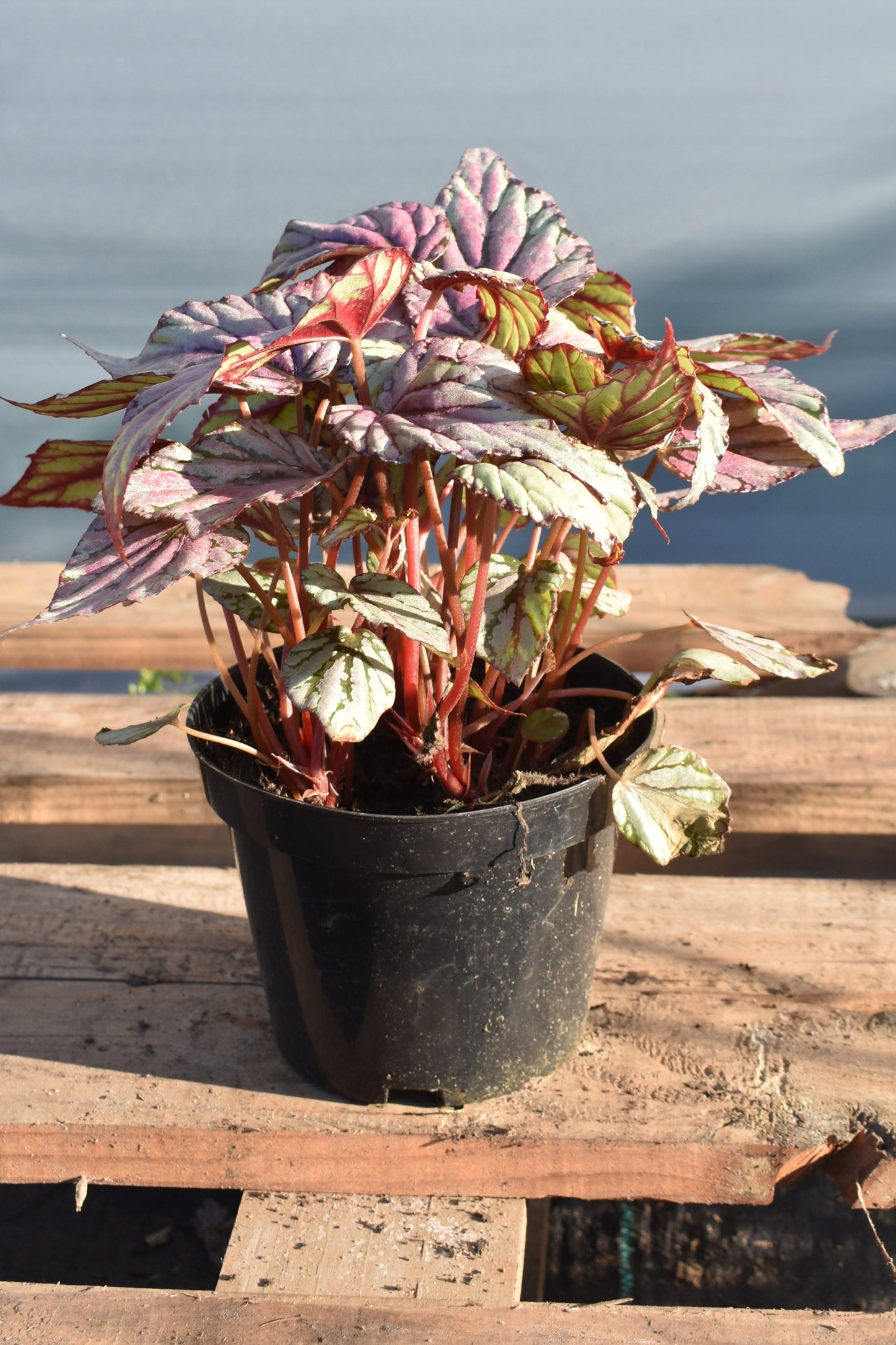 Begonia Rex – Hojas que parecen arte