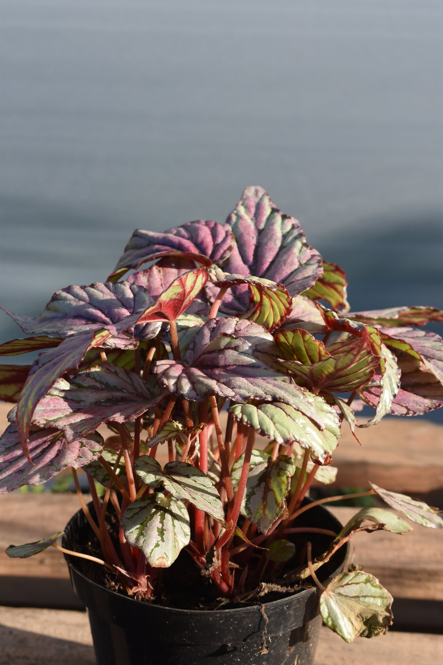 Begonia Rex – Hojas que parecen arte