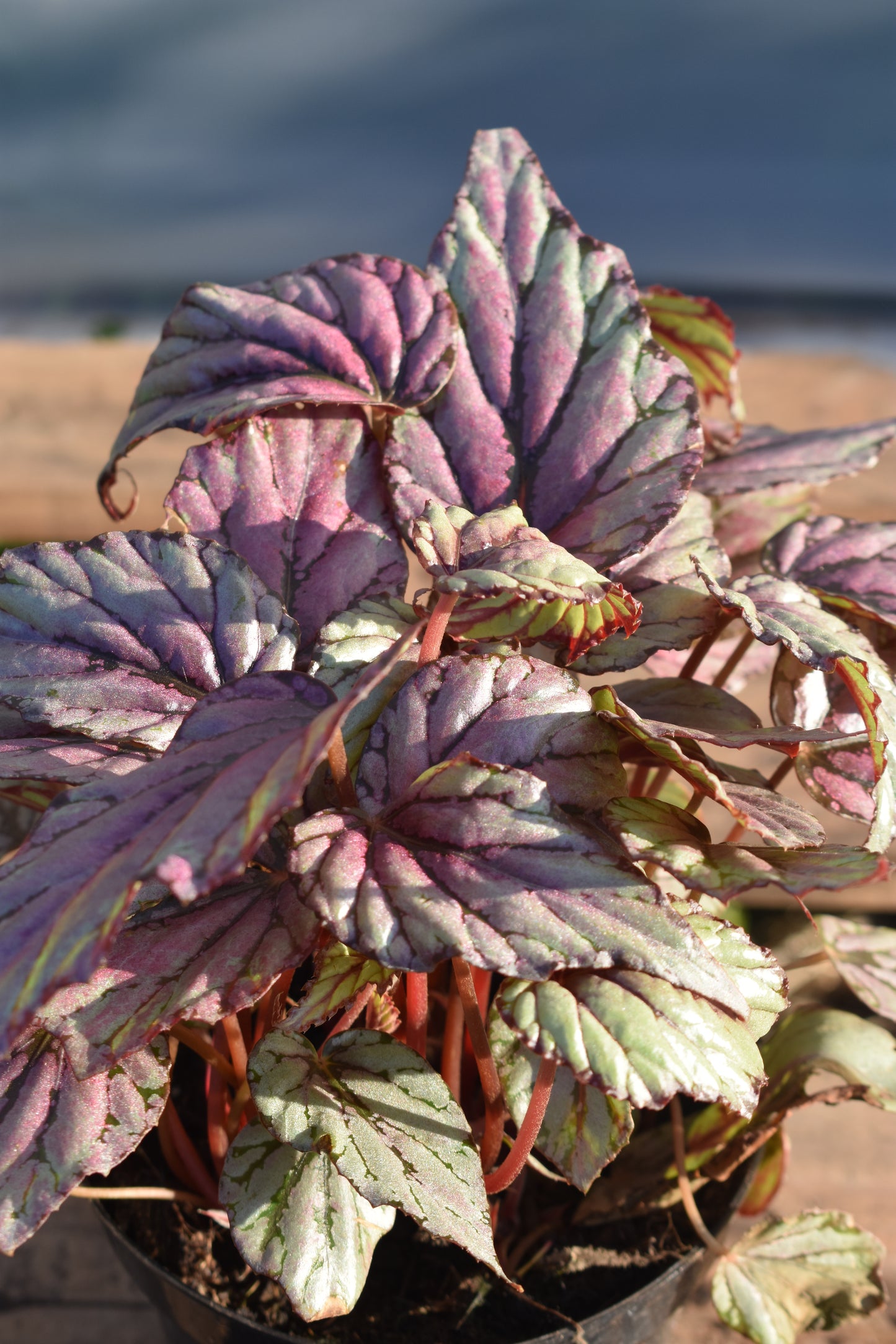 Begonia Rex – Hojas que parecen arte