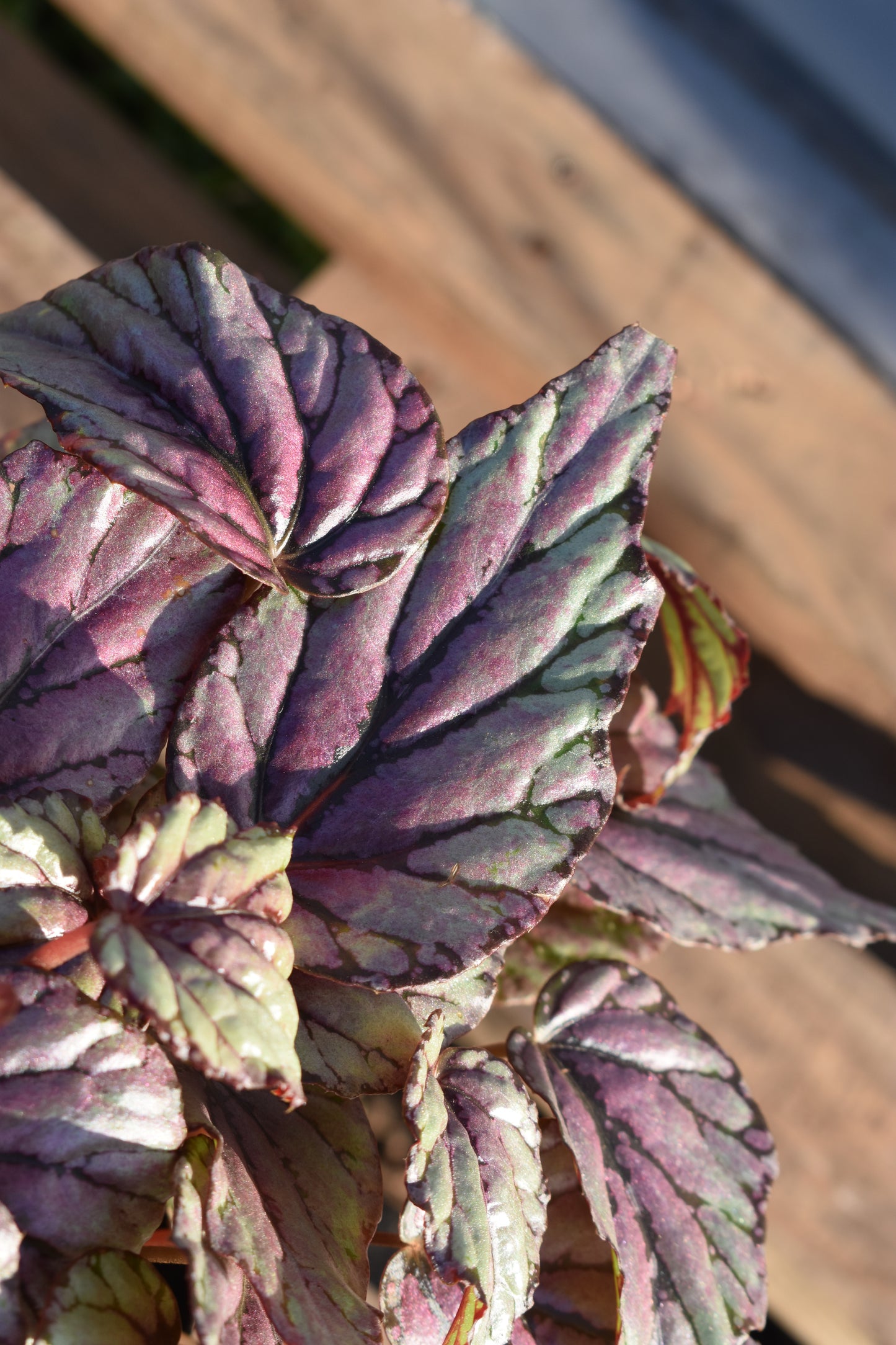Begonia Rex – Hojas que parecen arte