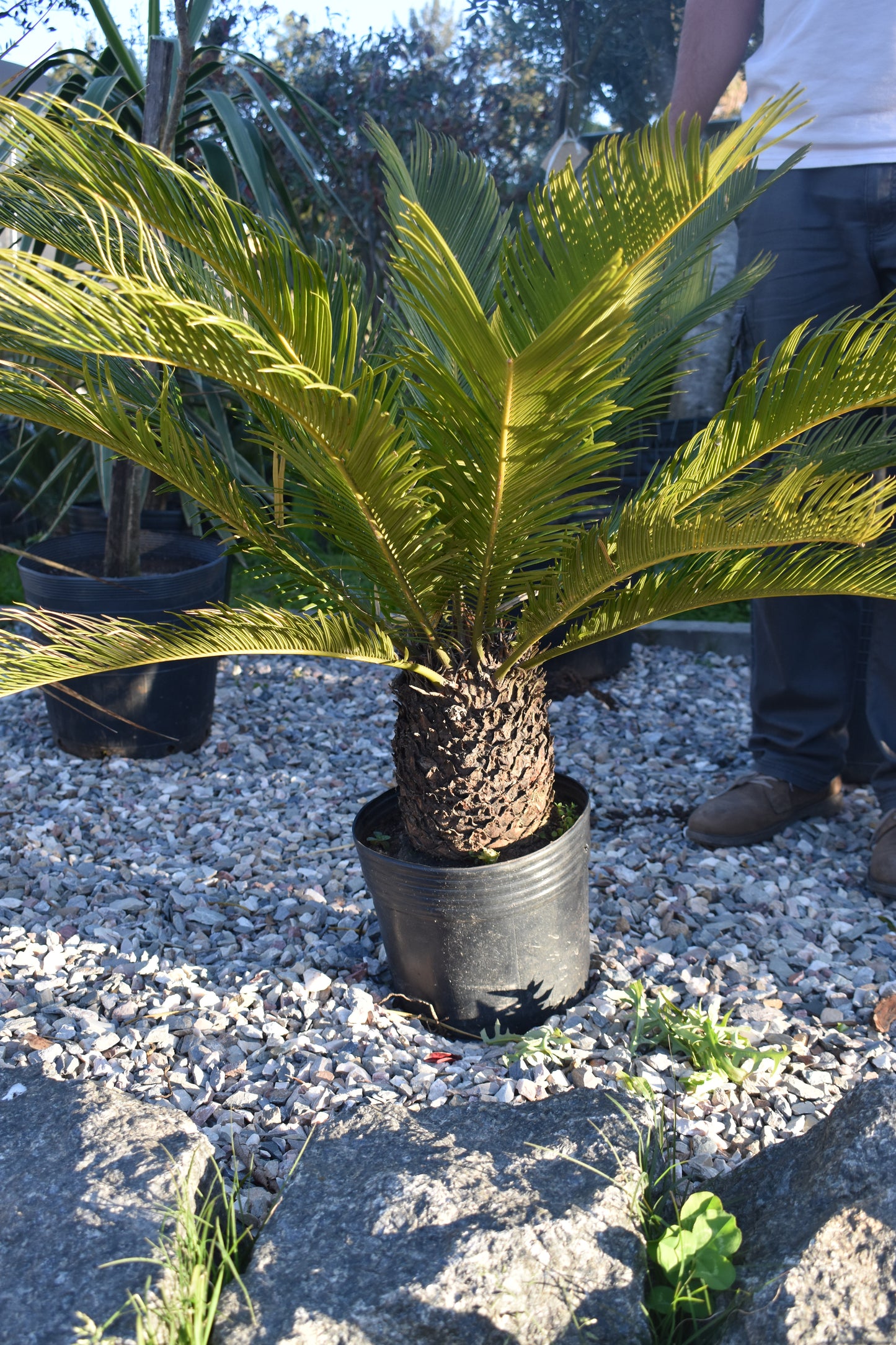 Cyca Revoluta Planta Resistente Decorativa palmera