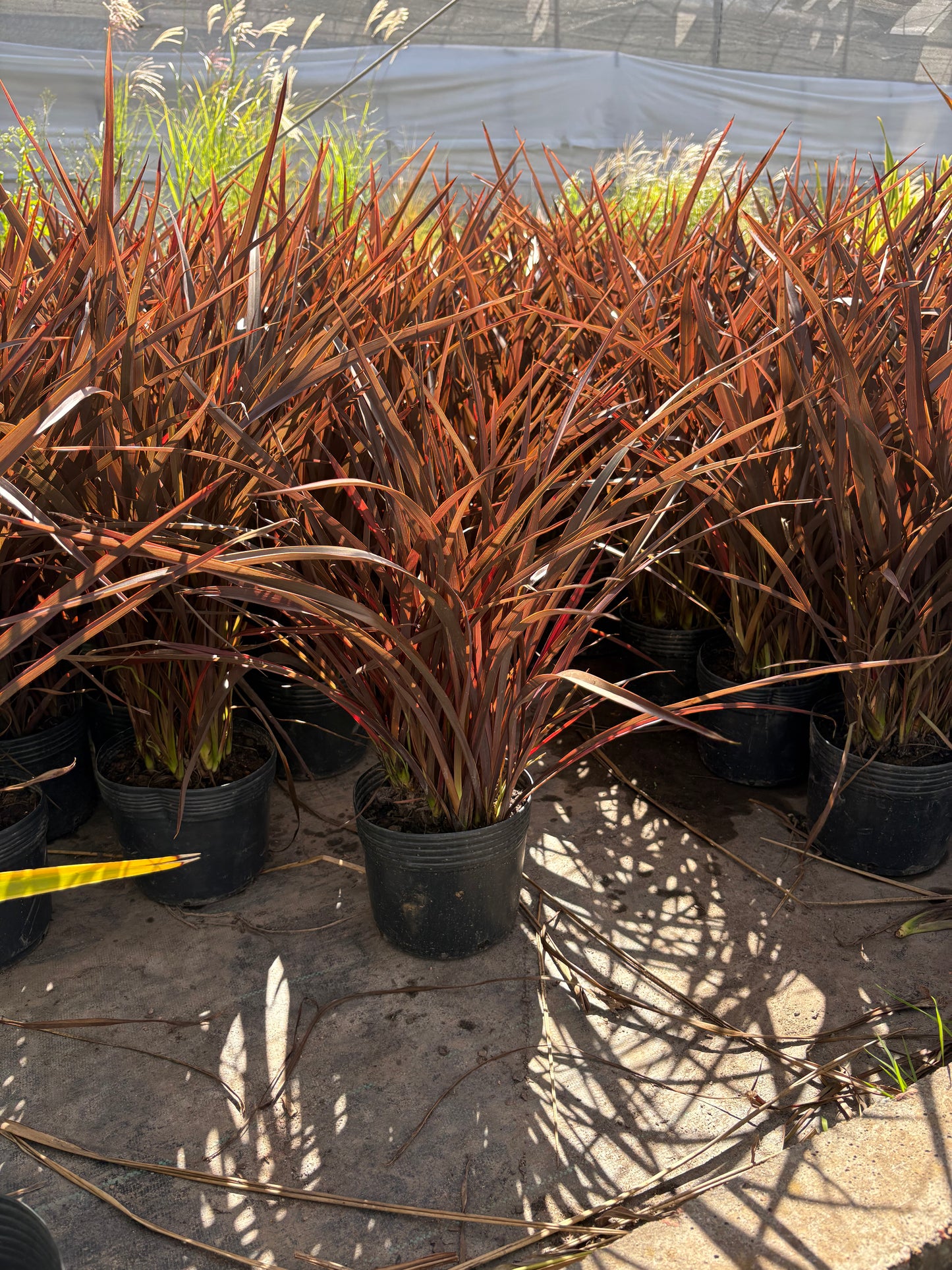 Formio Morado Enano – Planta Ornamental de Exterior