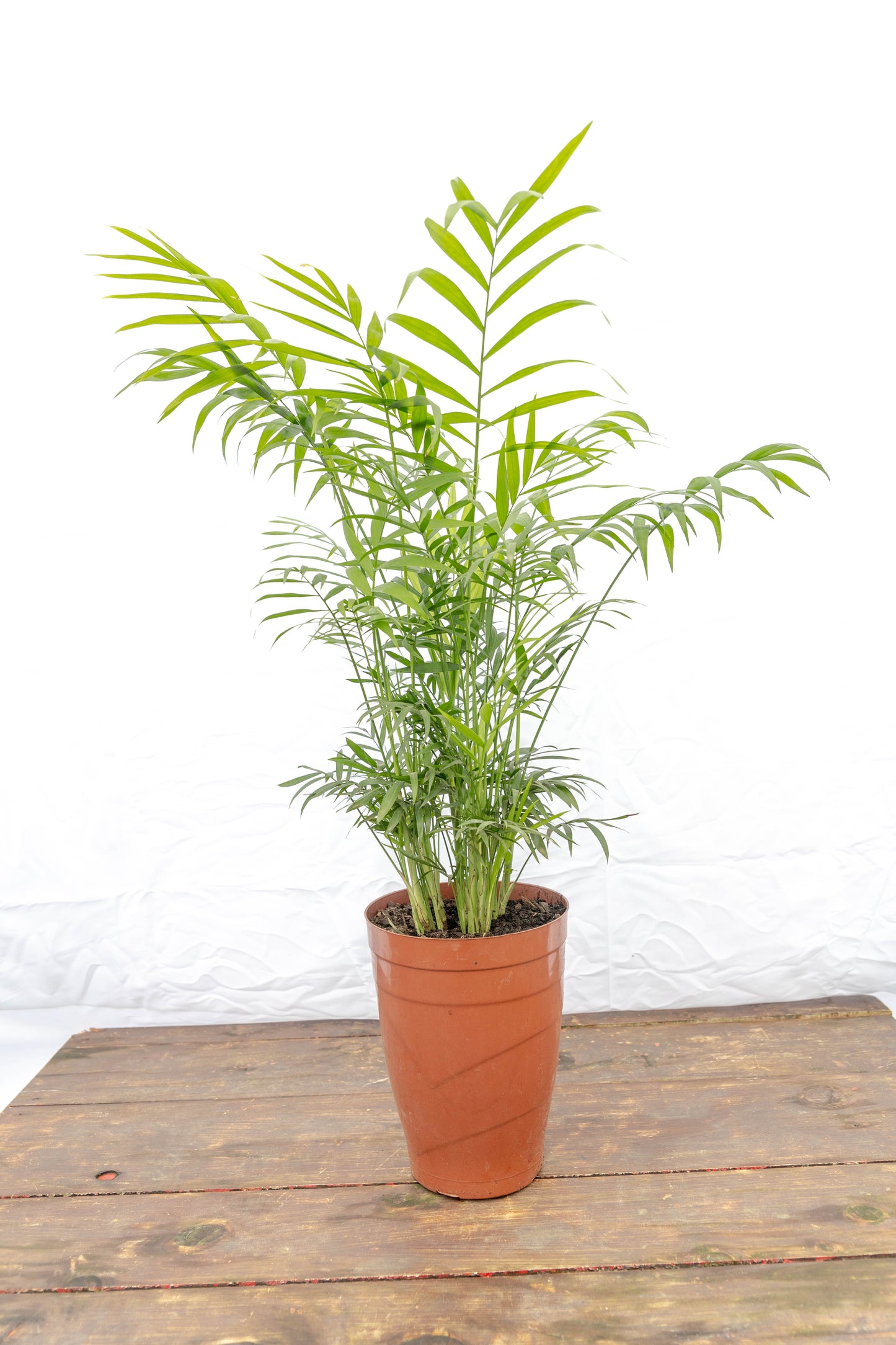 Palma Areca – El toque tropical que purifica tu hogar