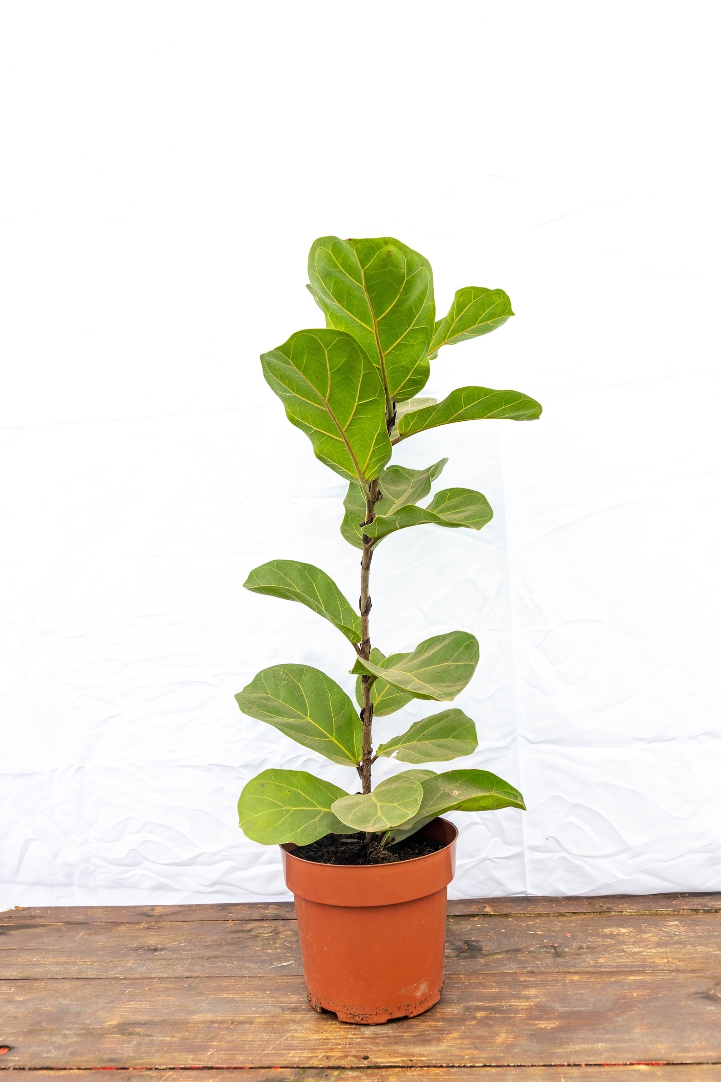 Ficus Lirata – La planta estrella del diseño interior