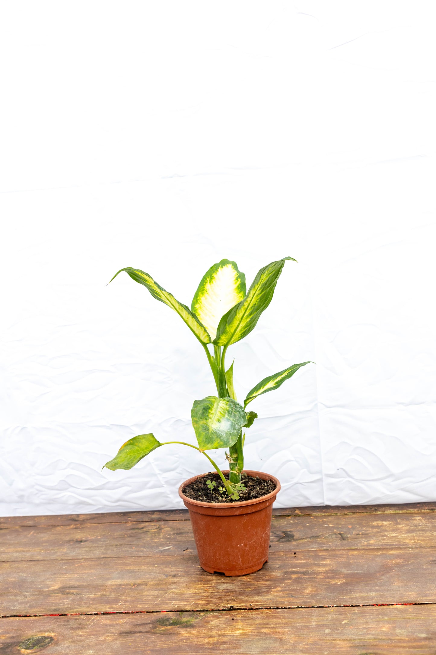 Dieffenbachia Camila – hojas impactantes