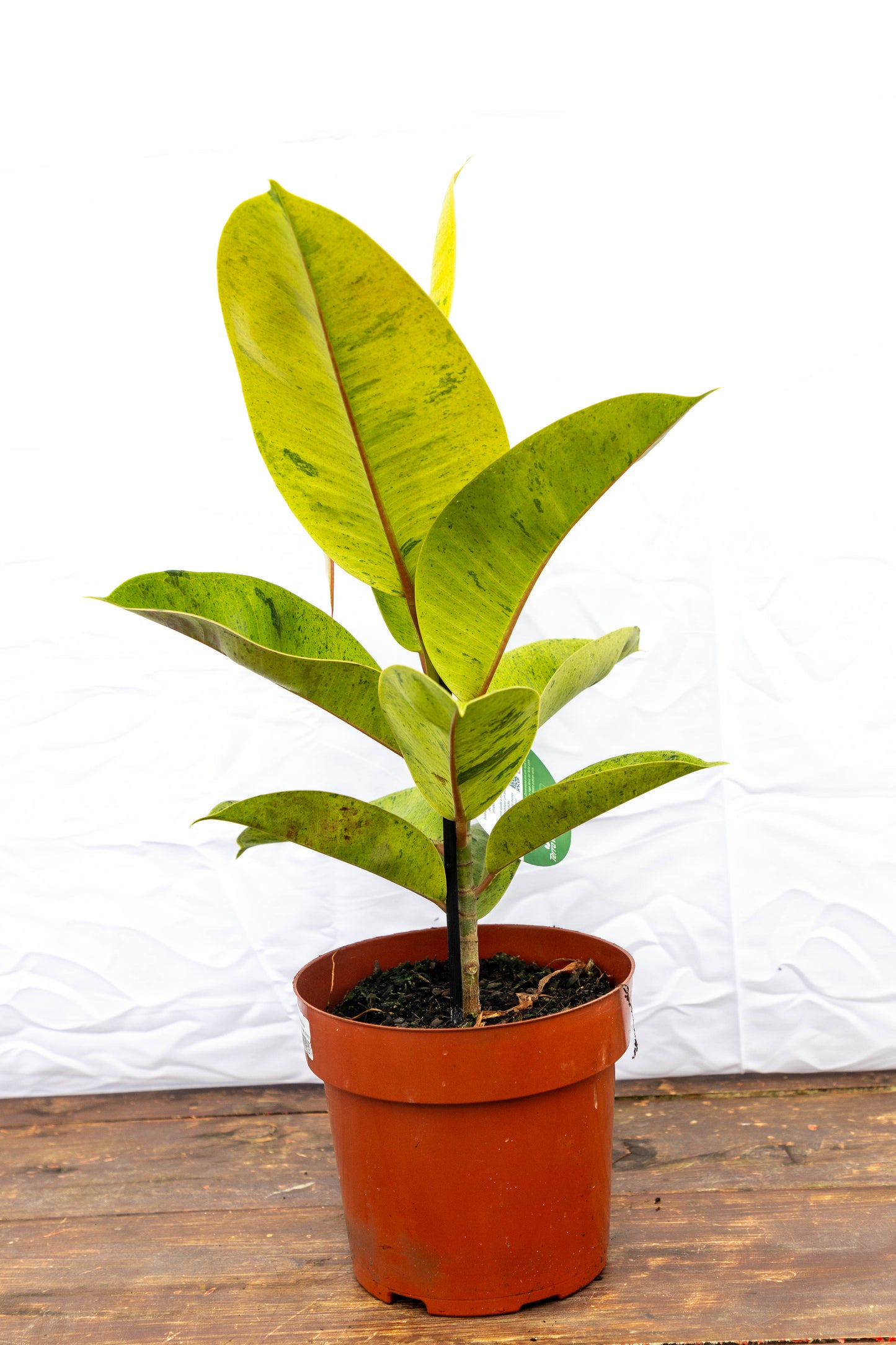 Ficus elastica Shivereana- hojas de terciopelo