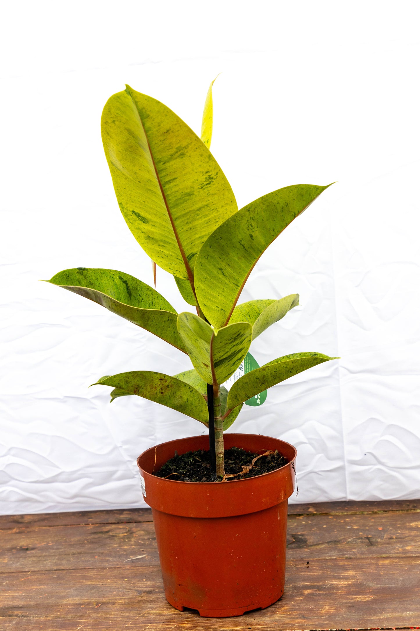 Ficus elastica Shivereana- hojas de terciopelo