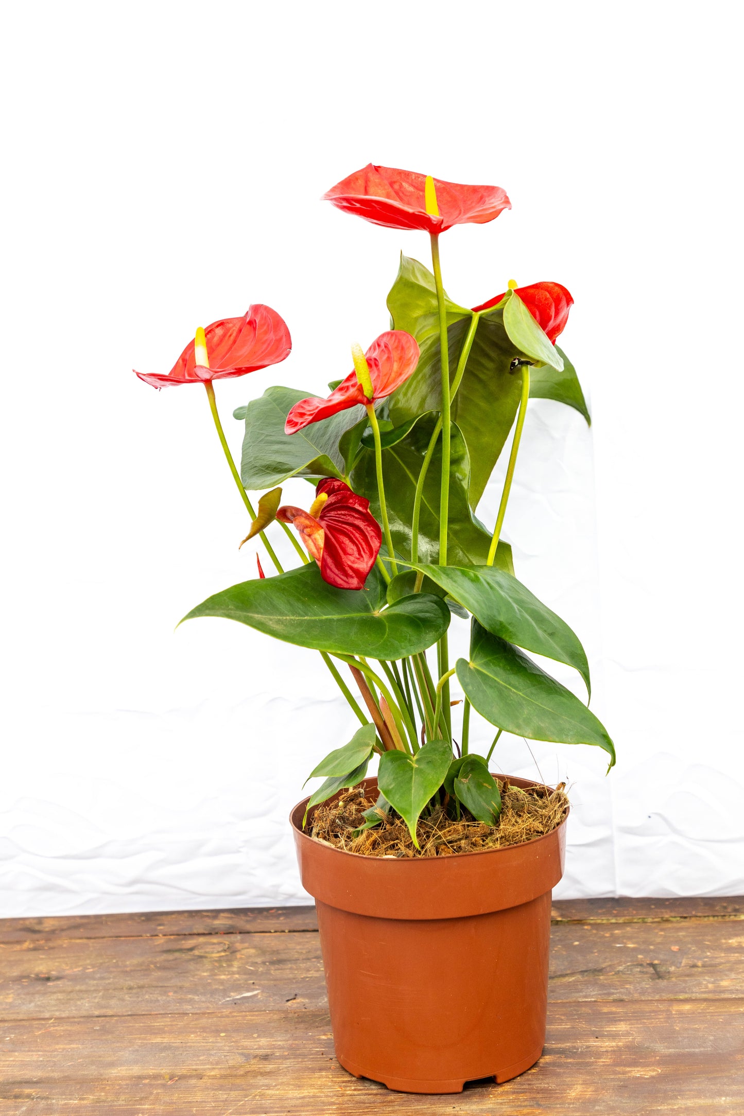 Anturio Rojo p15 Planta Decorativa Fácil Cuidado