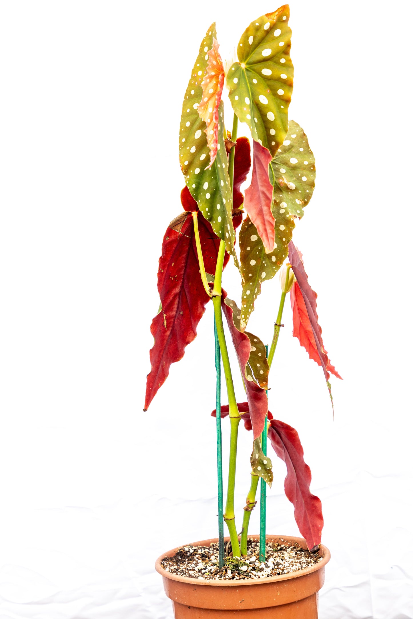Begonia maculata - Planta exótica